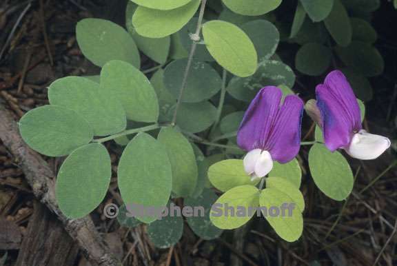 lathyrus nevadensis var nevadensis 2 graphic